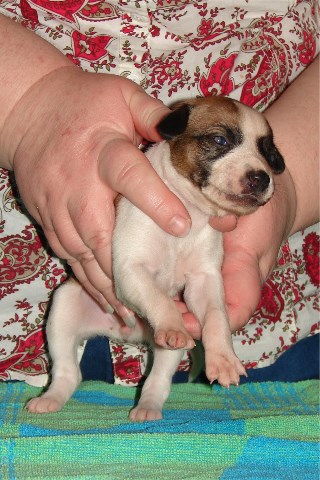 Pup 2, front, 2 wks