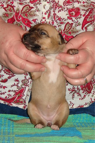 Pup 3, front, 2 wks