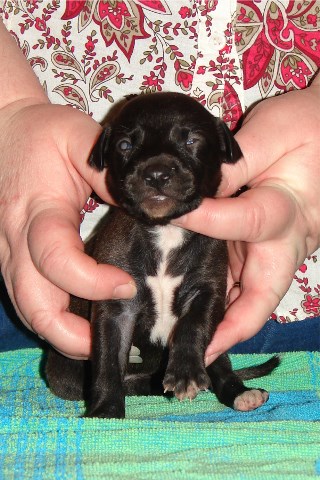 Pup 4, front, 2 wks