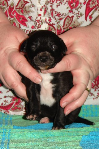 Pup 6, front, 2 wks