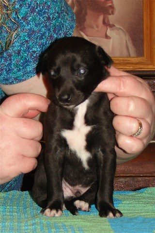 Pup 1, front, 3 wks