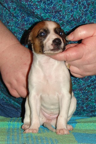 Pup 2, front, 3 wks