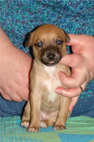 Pup 3, front, 3 wks