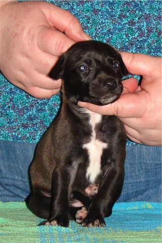 Pup 4, front, 3 wks