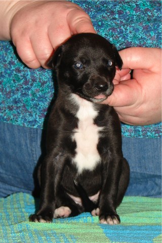 Pup 6, front, 3 wks