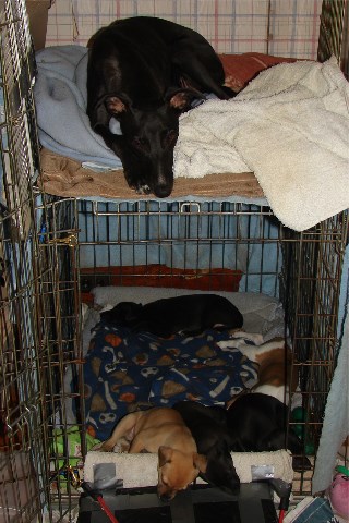 Full tummies, tired pups