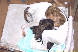 Maggie and pups on day1