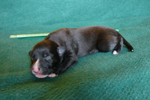 Pup 1, left side