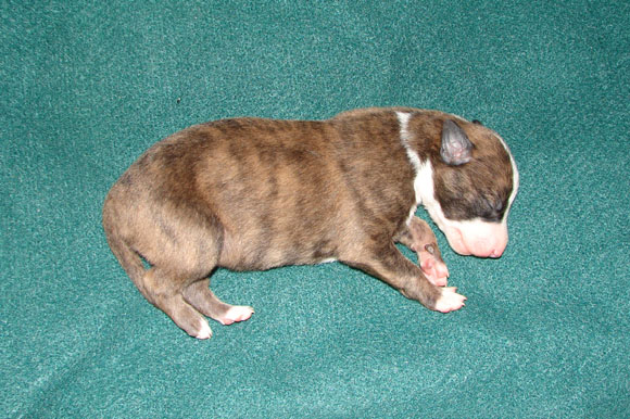 Pup 3, right side