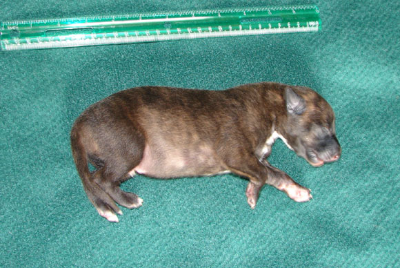 Pup 5, right side