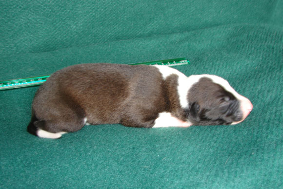 Pup 6, right side