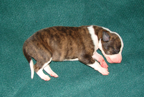 Pup 8, right side
