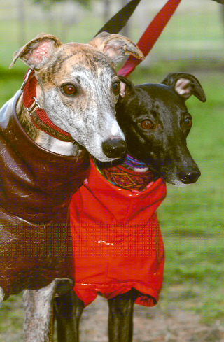 Snuggy whippets in coats